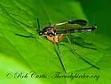 Platyura manteri - photo 3