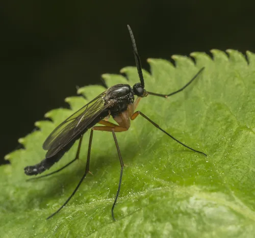 Platyura marginata
