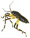 Platyvelia beameri - photo 3