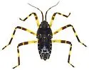 Platyvelia beameri - photo 4