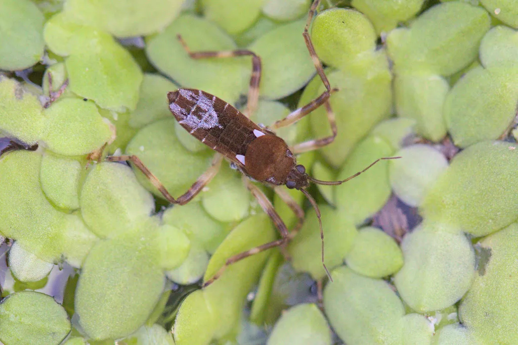 Platyvelia brachialis - photo 2