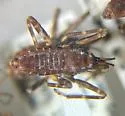 Platyvelia summersi