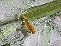 Plauditus dubius