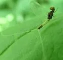 Plauditus punctiventris
