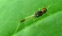 Plauditus punctiventris - photo 2