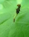 Plauditus punctiventris - photo 3
