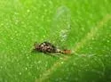 Plauditus punctiventris - photo 4