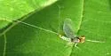 Plauditus punctiventris - photo 5