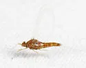 Plauditus virilis