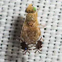 Plaumannimyia flava - photo 2