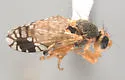Plaumannimyia flava - photo 3