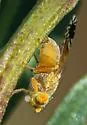 Plaumannimyia flava - photo 4