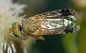 Plaumannimyia flava - photo 5