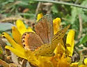 Acmon Blue - Hodges#4380