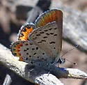 Acmon Blue - Hodges#4380 - photo 4
