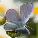 Anna's Blue - Hodges#4374.1