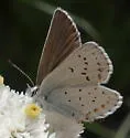 Anna's Blue - Hodges#4374.1 - photo 2