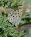 Anna's Blue - Hodges#4374.1 - photo 3