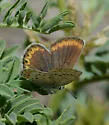 Anna's Blue - Hodges#4374.1 - photo 4