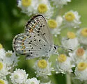 Anna's Blue - Hodges#4374.1 - photo 5