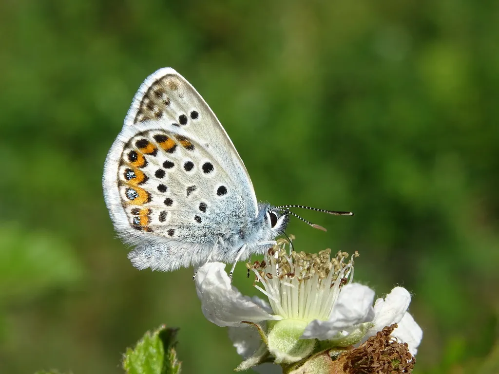 Silver-studded Blue - photo 2