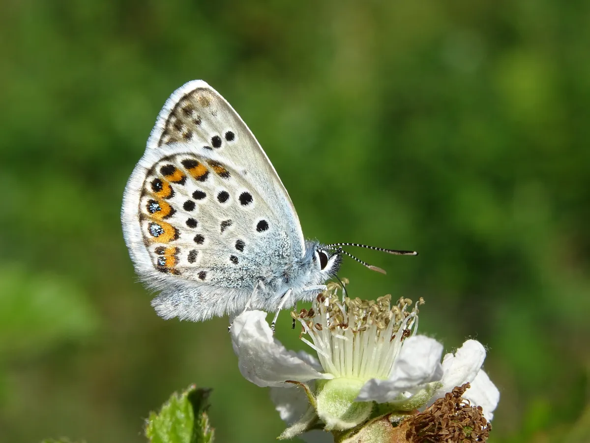 Silver-studded Blue - photo 3