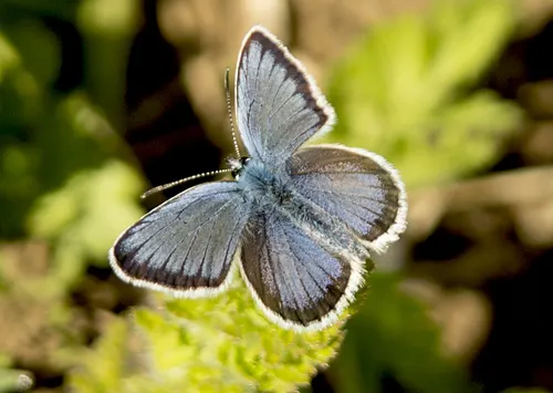 Silver-studded Blue - photo 5