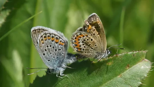 Silver-studded Blue - photo 6
