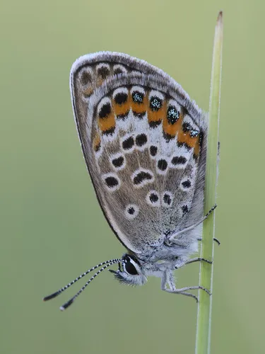 Silver-studded Blue - photo 8