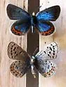 Cotundra Blue - Hodges#4381.1