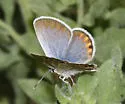 San Emigdio Blue - Hodges#4377