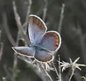 San Emigdio Blue - Hodges#4377 - photo 4