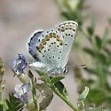 Friday's Blue - Hodges#4375.2