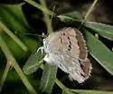 Boisduval's Blue - Hodges#4378