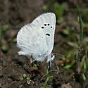 Boisduval's Blue - Hodges#4378 - photo 2