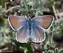 Boisduval's Blue - Hodges#4378 - photo 3