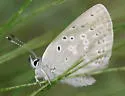 Boisduval's Blue - Hodges#4378 - photo 4