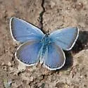Boisduval's Blue - Hodges#4378 - photo 5