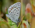 Northern Blue - Hodges#4374