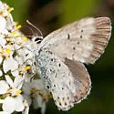 Northern Blue - Hodges#4374 - photo 2
