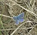 Northern Blue - Hodges#4374 - photo 3