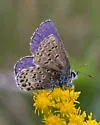 Northern Blue - Hodges#4374 - photo 4