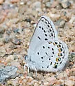 Northern Blue - Hodges#4374 - photo 5