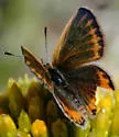 Veined Blue - Hodges#4382