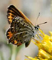 Veined Blue - Hodges#4382 - photo 2