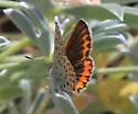 Veined Blue - Hodges#4382 - photo 3