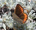 Veined Blue - Hodges#4382 - photo 4