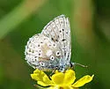 Sierra Blue - Hodges#4384.1 - Plebejus podarce