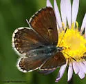Sierra Blue - Hodges#4384.1 - photo 2