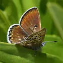 Sierra Blue - Hodges#4384.1 - photo 4